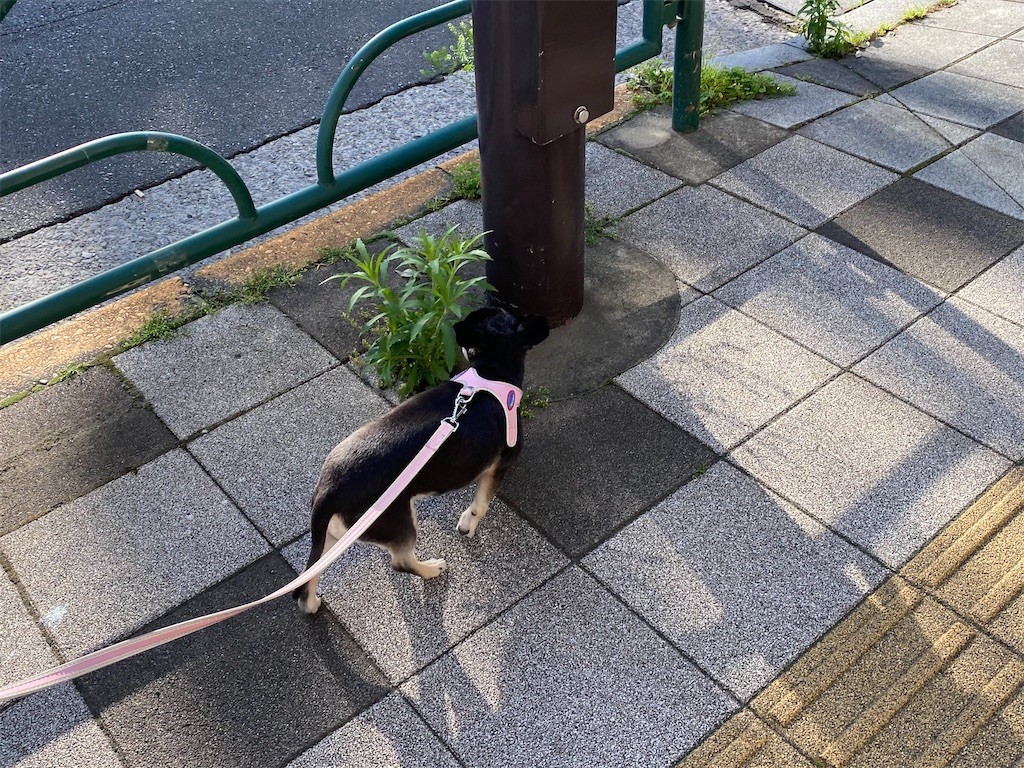 f:id:akie1000:20200525193428j:image
