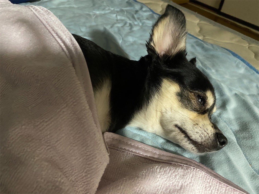f:id:akie1000:20200608200115j:image