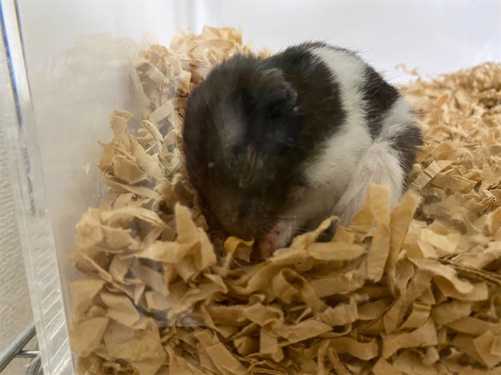 f:id:akie1000:20200614195045j:image