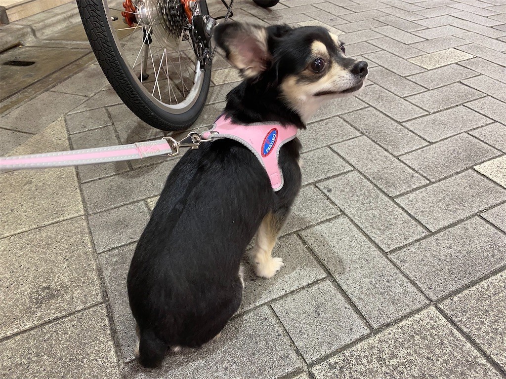 f:id:akie1000:20200615220518j:image