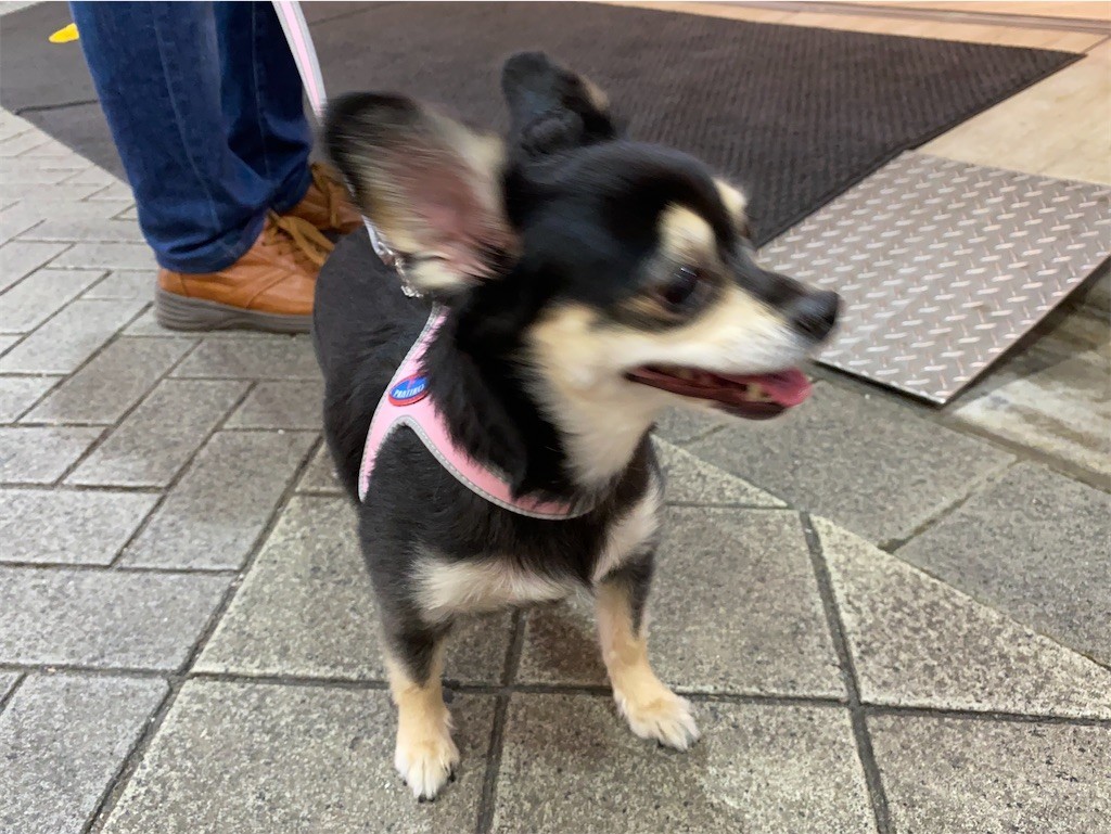 f:id:akie1000:20200615220525j:image