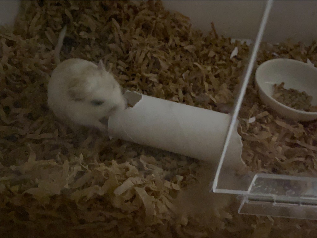 f:id:akie1000:20200627170422j:plain