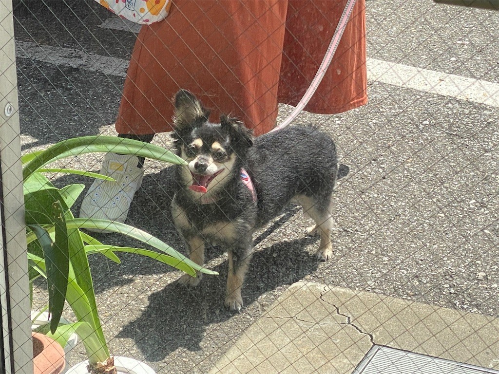 f:id:akie1000:20200721100943j:plain