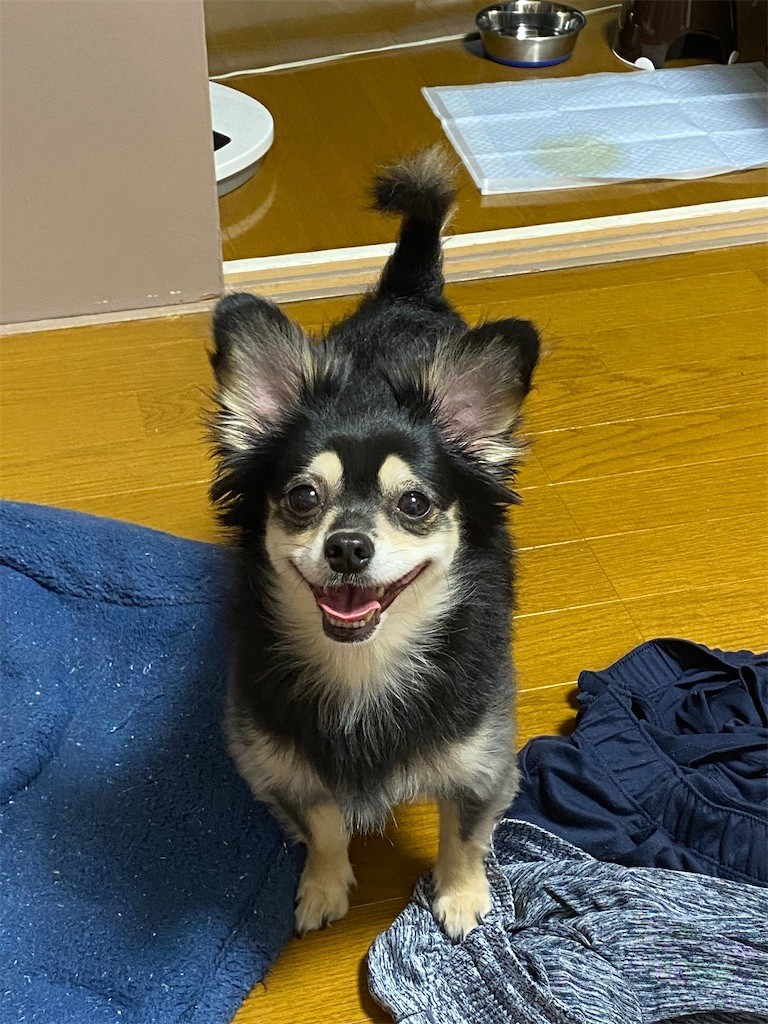 f:id:akie1000:20200728201611j:plain