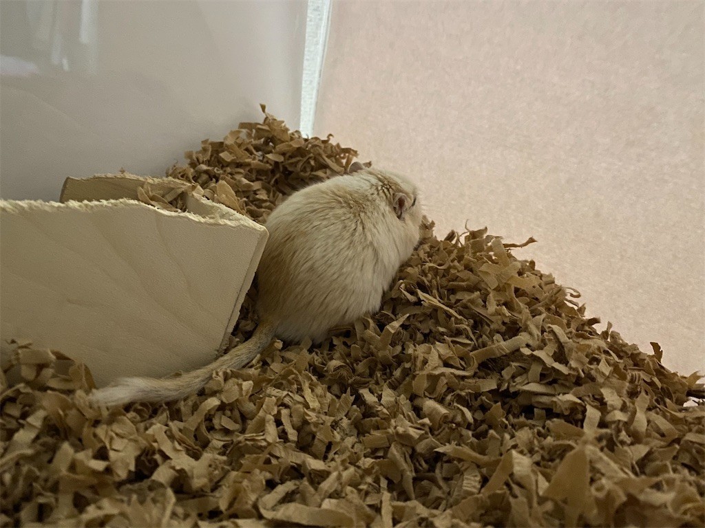 f:id:akie1000:20201128102345j:plain