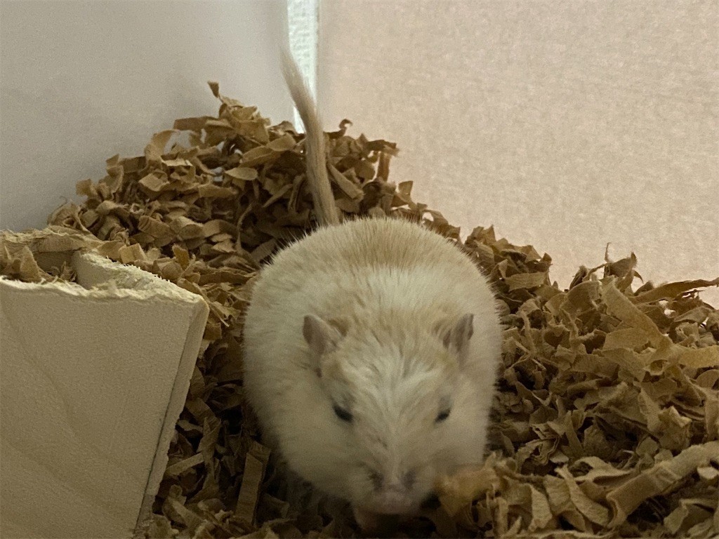 f:id:akie1000:20201128102348j:plain