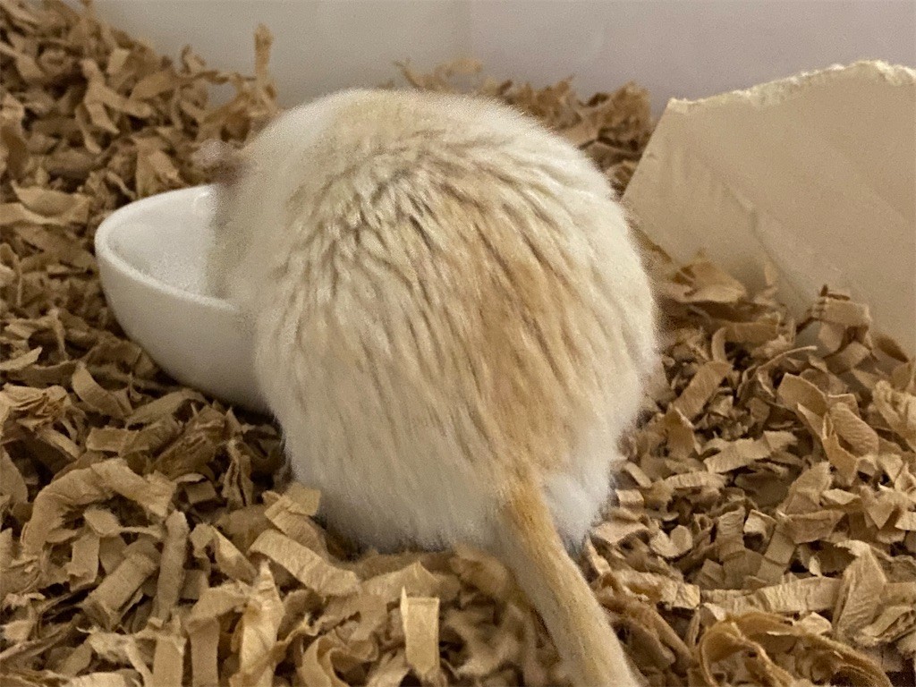 f:id:akie1000:20201128102352j:plain