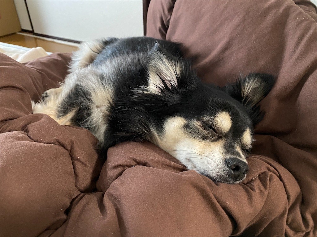 f:id:akie1000:20201201224410j:plain