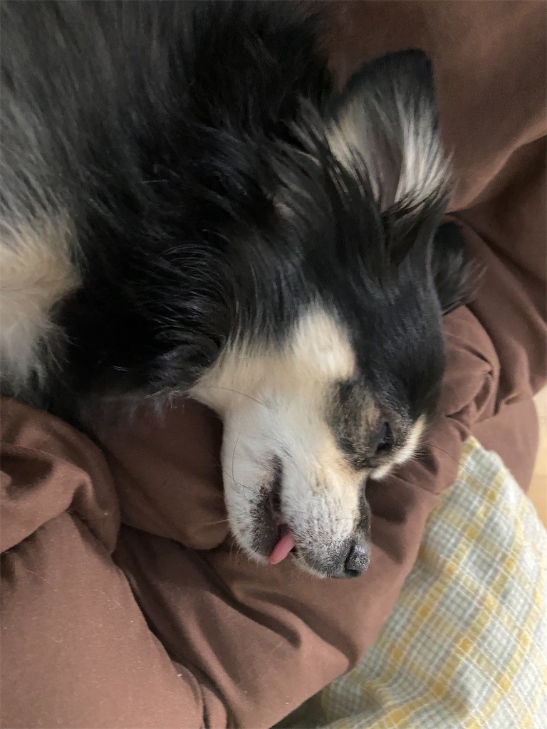 f:id:akie1000:20201201224421j:plain