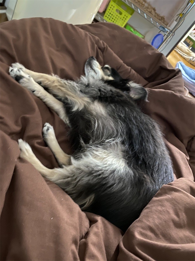 f:id:akie1000:20201201224616j:plain