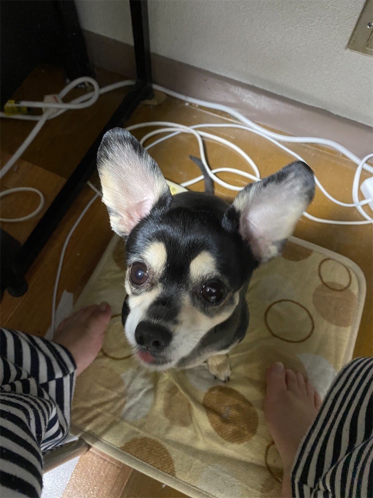 f:id:akie1000:20201209222217j:plain