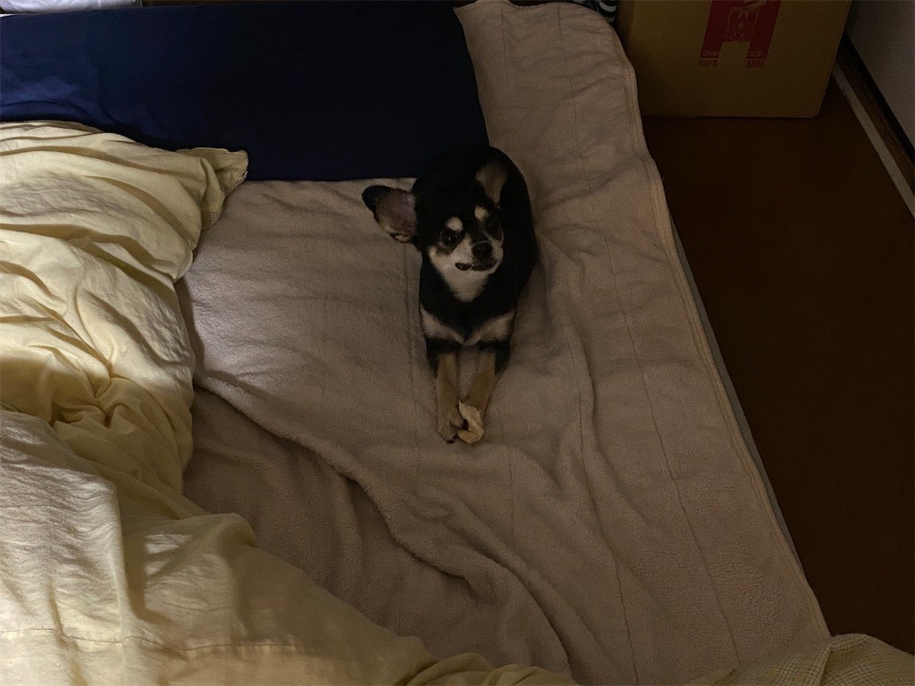 f:id:akie1000:20201225212740j:plain