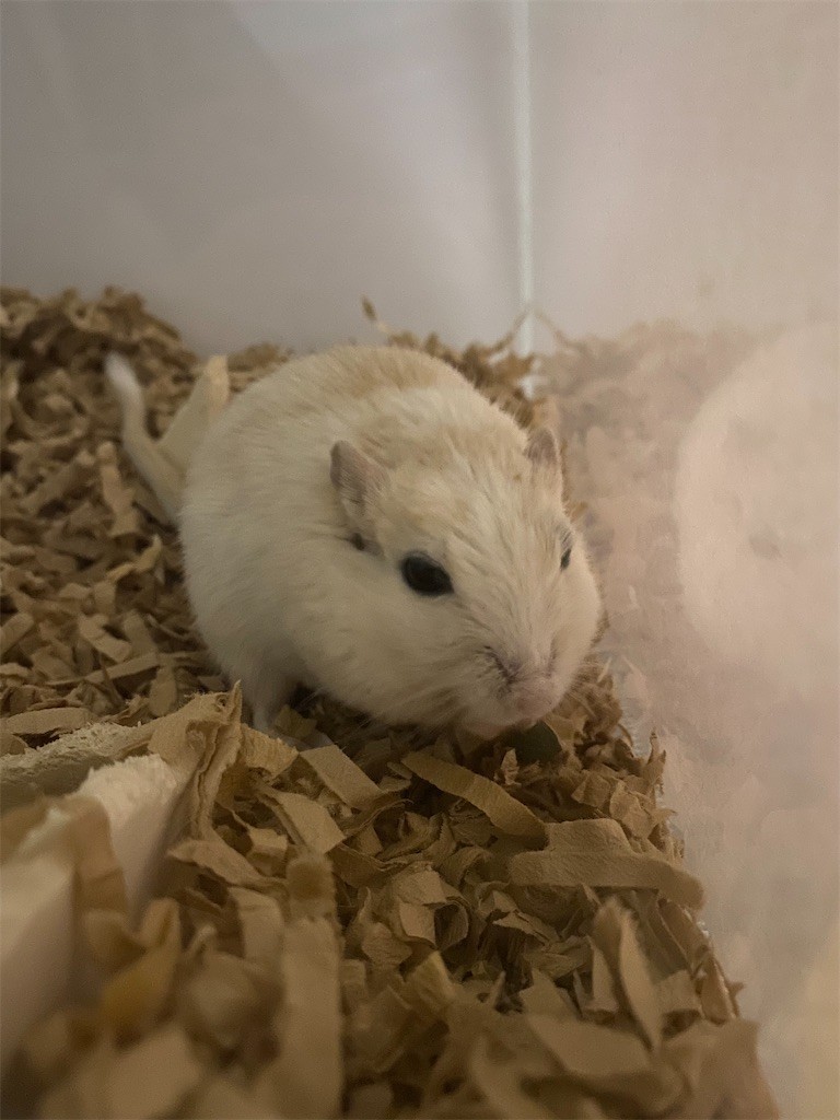 f:id:akie1000:20201231002706j:plain