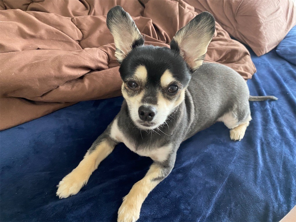 f:id:akie1000:20210315135106j:plain