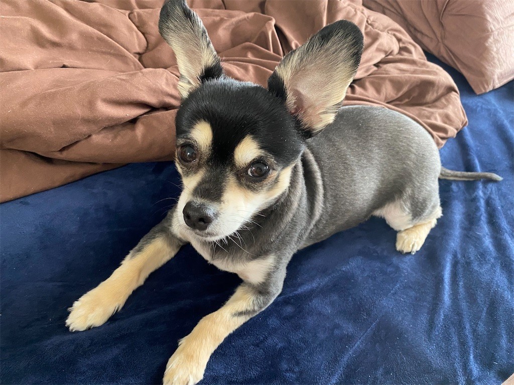 f:id:akie1000:20210315135109j:plain