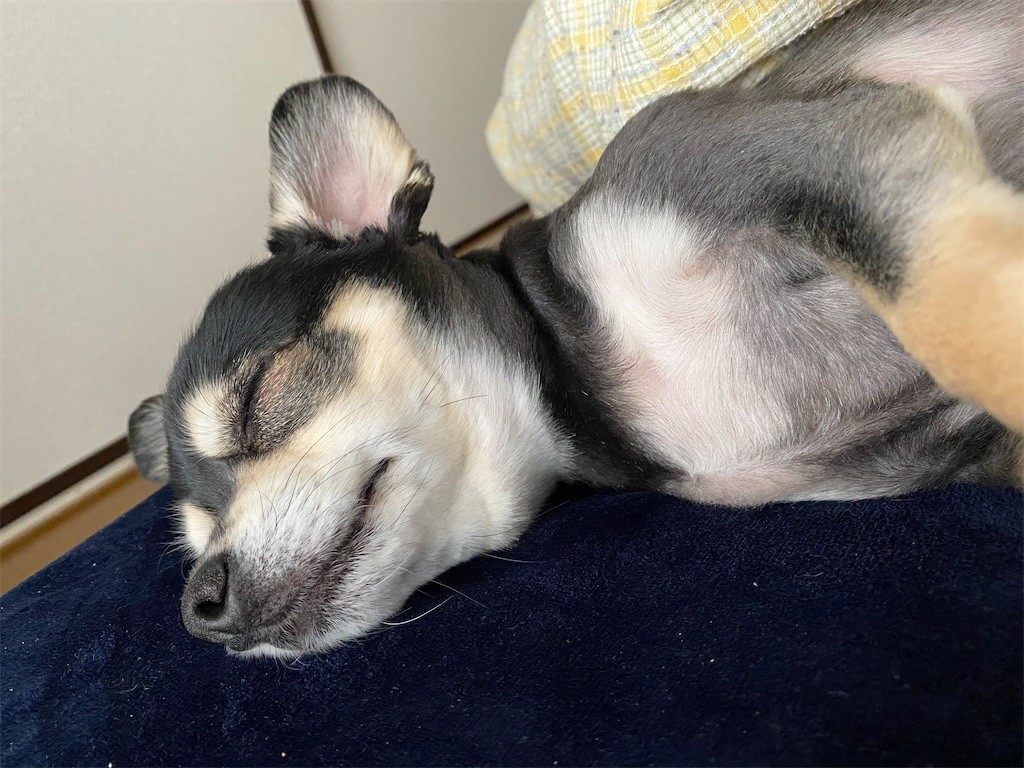 f:id:akie1000:20210315135112j:plain