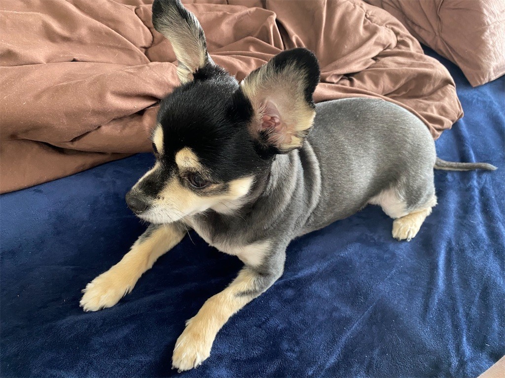 f:id:akie1000:20210315135115j:plain