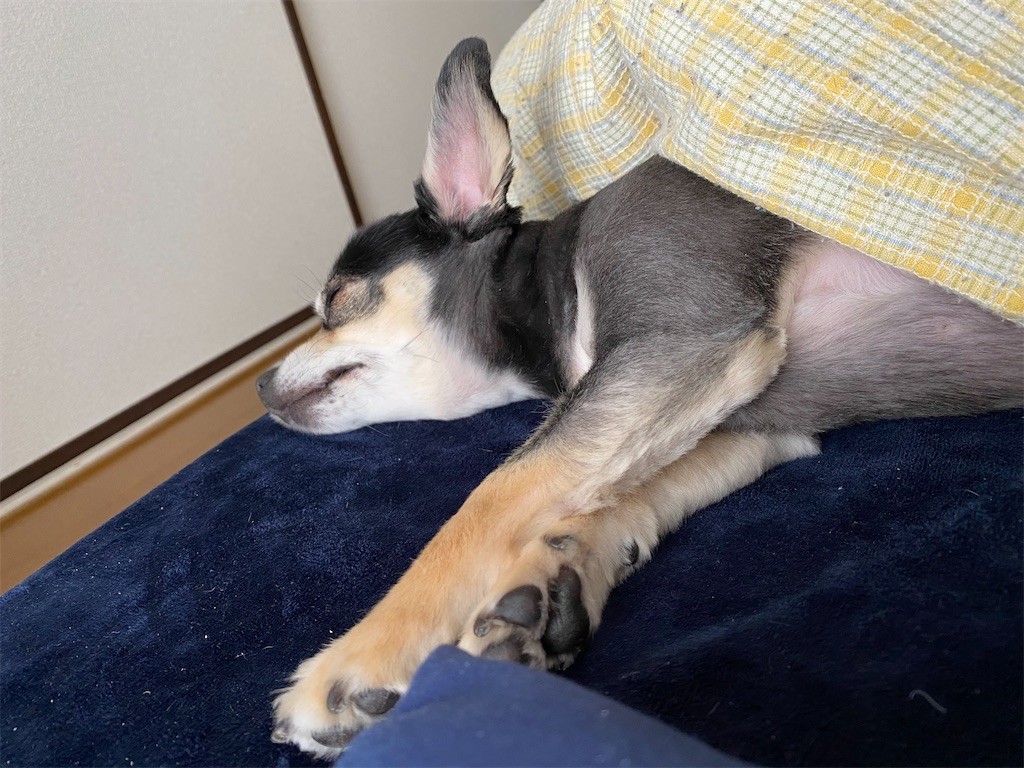 f:id:akie1000:20210315135119j:plain