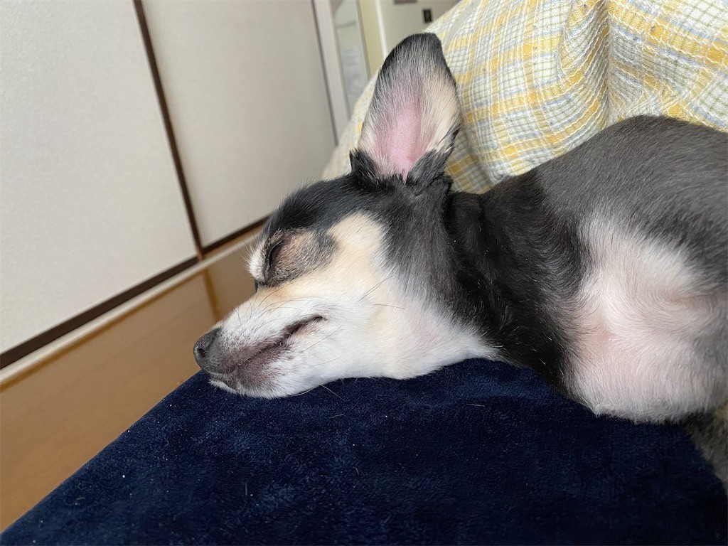 f:id:akie1000:20210315135122j:plain