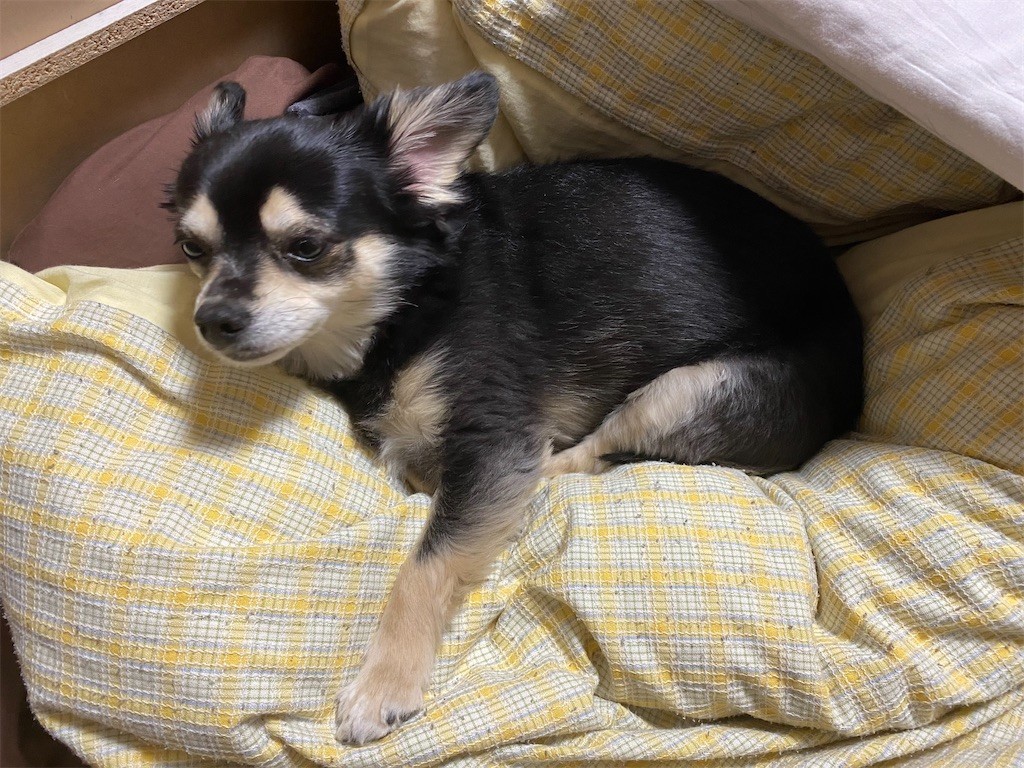 f:id:akie1000:20210501232557j:plain