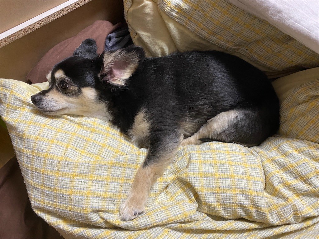 f:id:akie1000:20210501232600j:plain