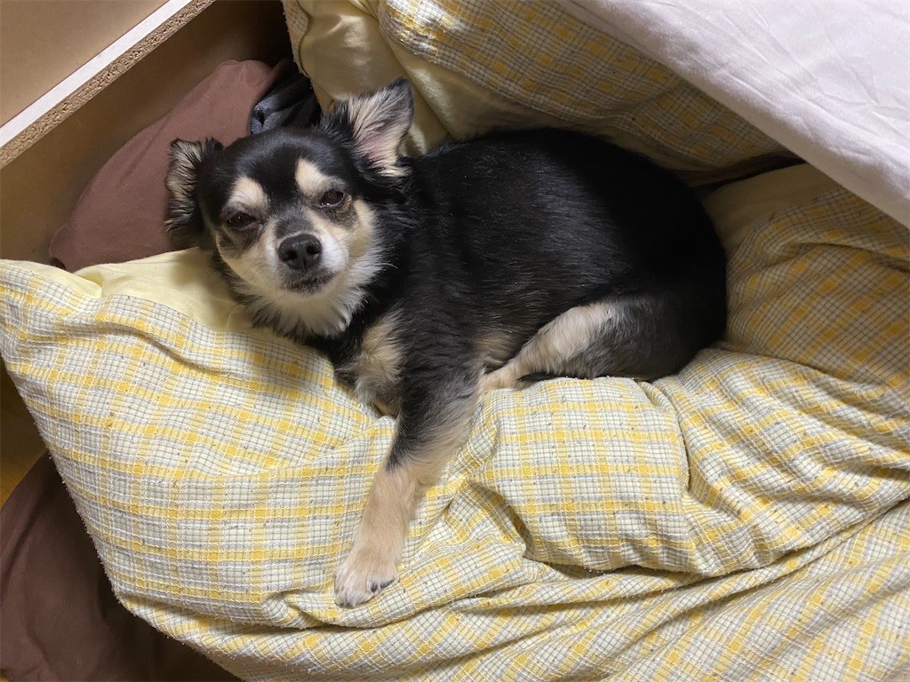 f:id:akie1000:20210501232605j:plain