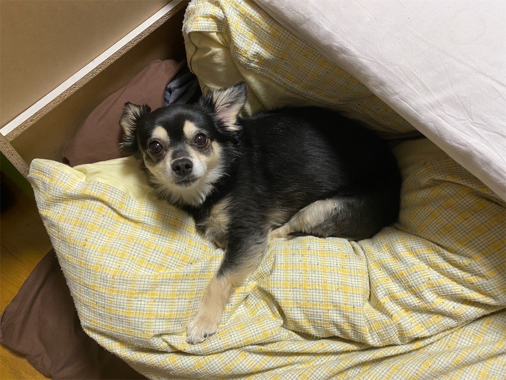 f:id:akie1000:20210501232609j:plain