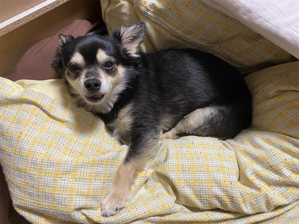 f:id:akie1000:20210501232612j:plain