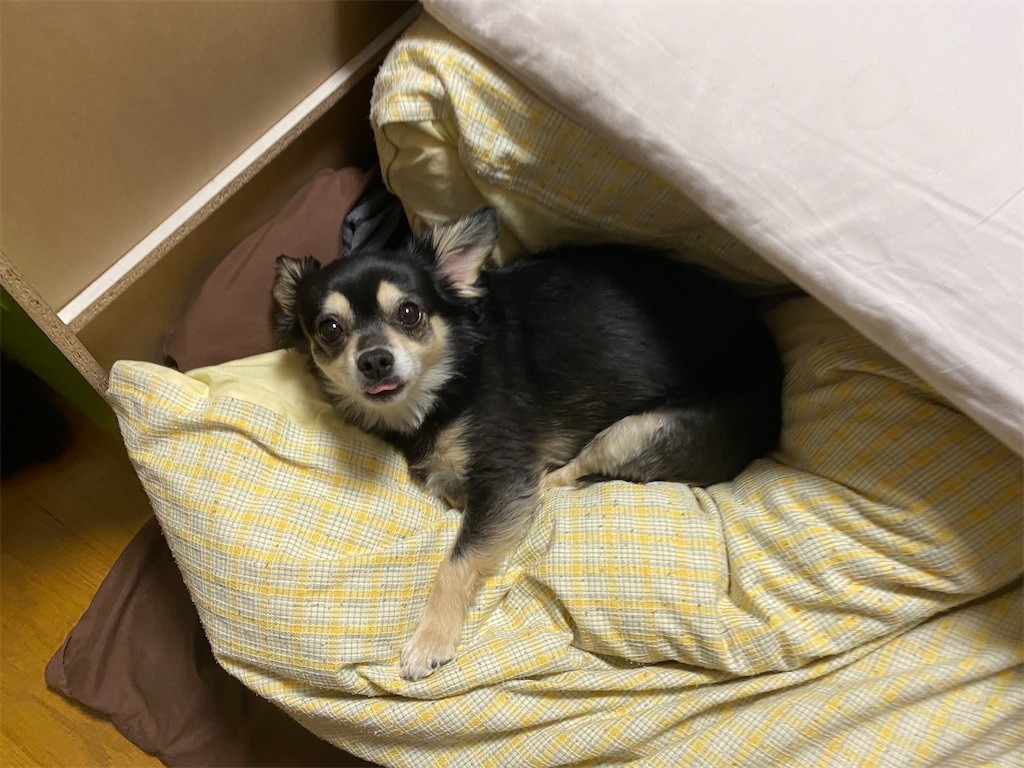 f:id:akie1000:20210501232618j:plain