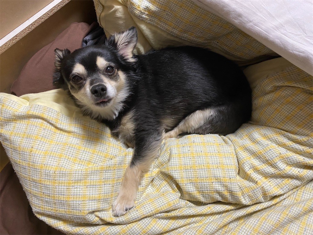 f:id:akie1000:20210501232622j:plain