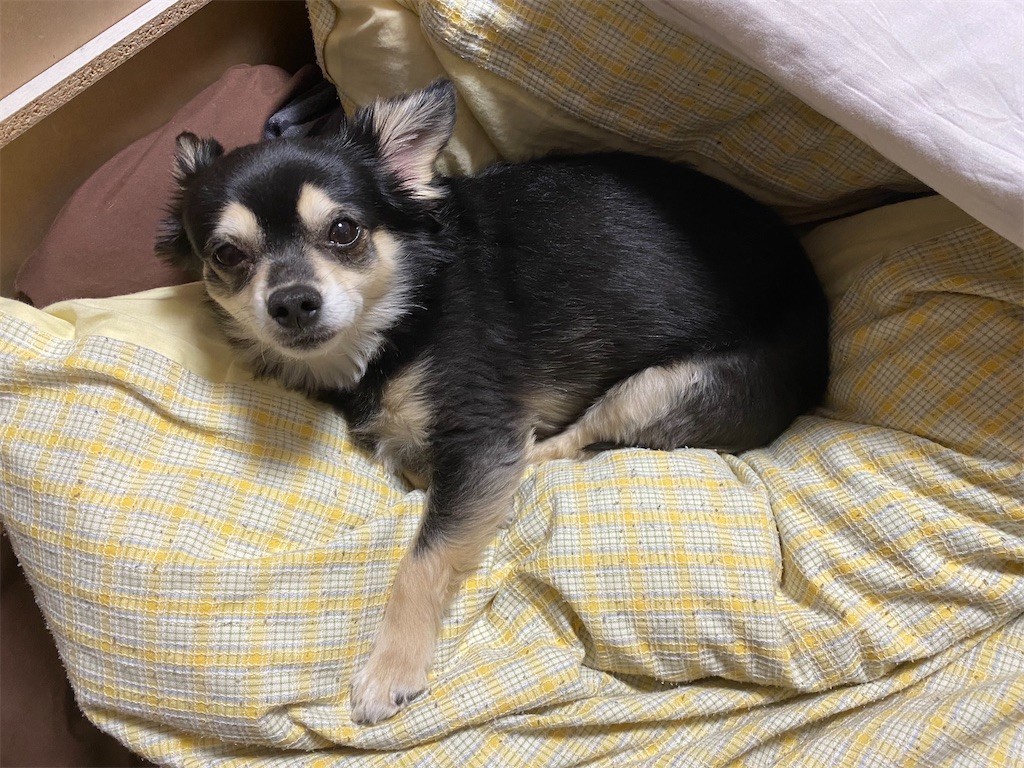 f:id:akie1000:20210501232626j:plain