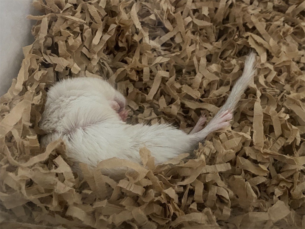 f:id:akie1000:20210501232733j:plain