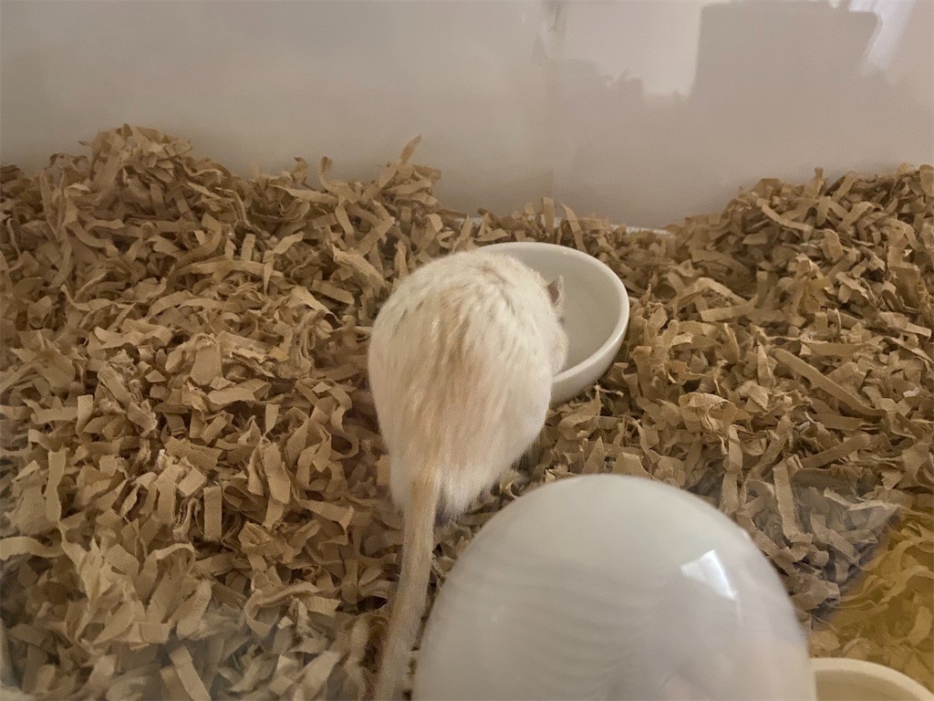 f:id:akie1000:20210501232735j:plain