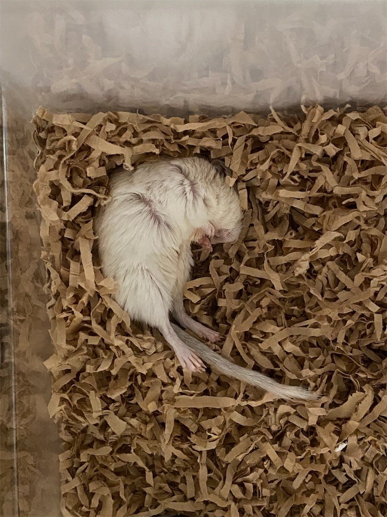 f:id:akie1000:20210501232739j:plain