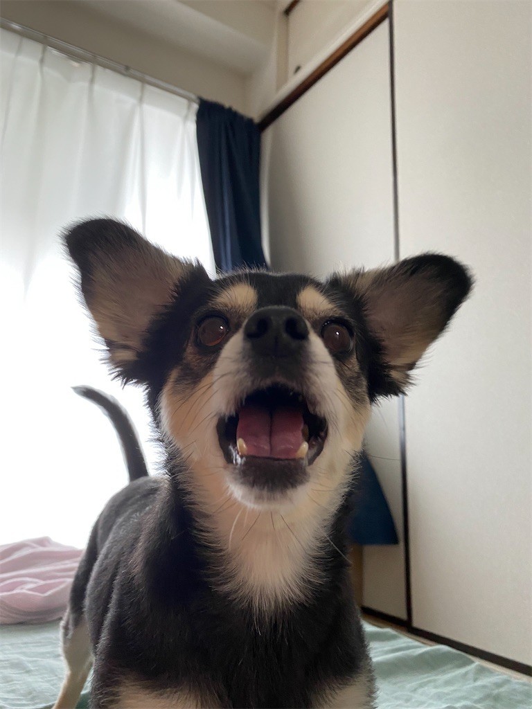 f:id:akie1000:20210630222604j:plain