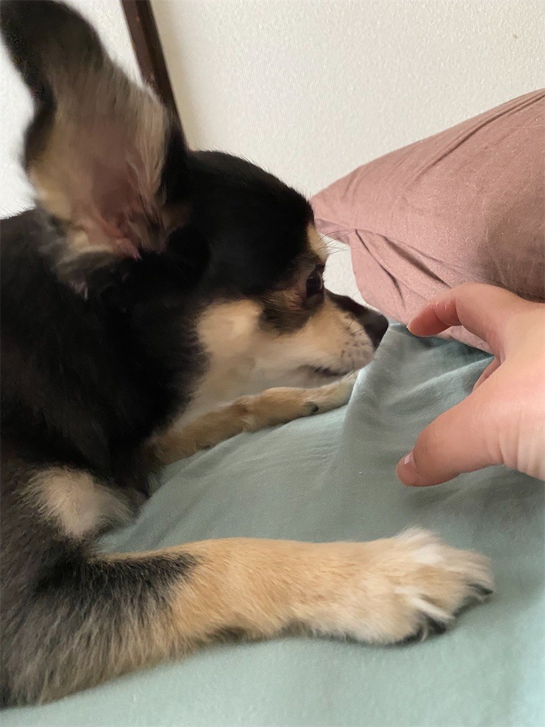 f:id:akie1000:20210630222612j:plain