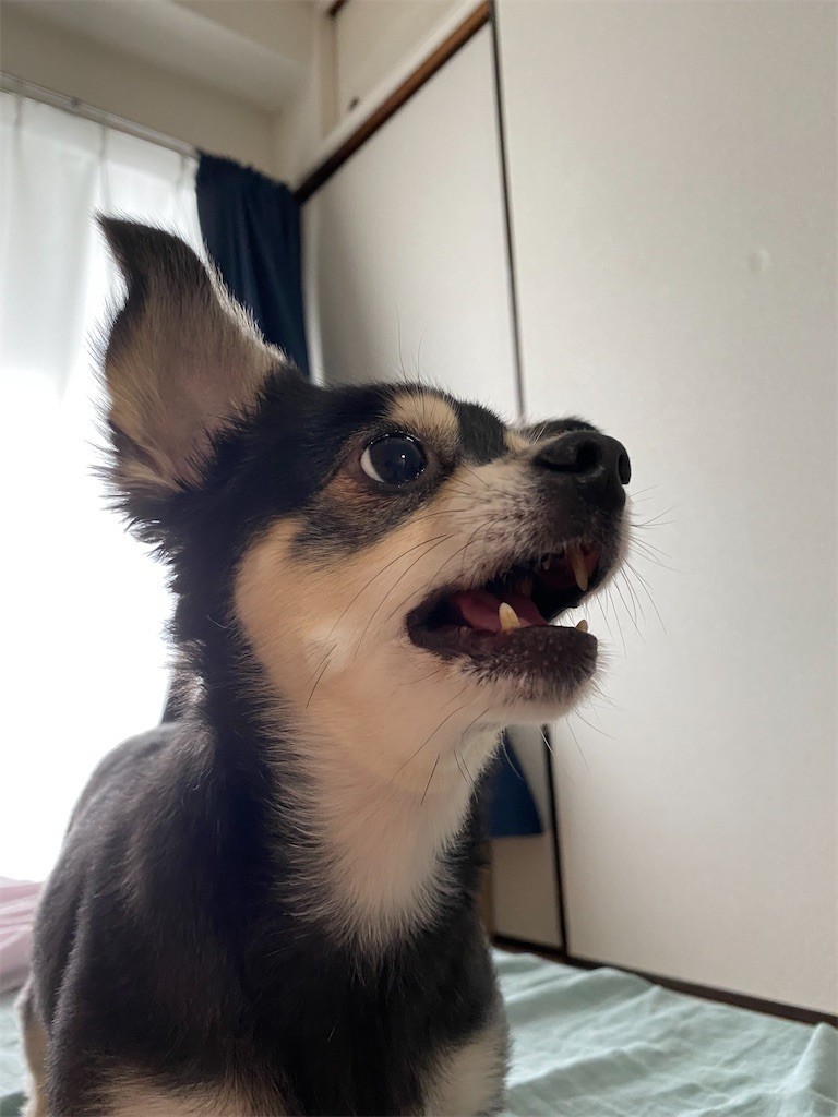 f:id:akie1000:20210630222617j:plain