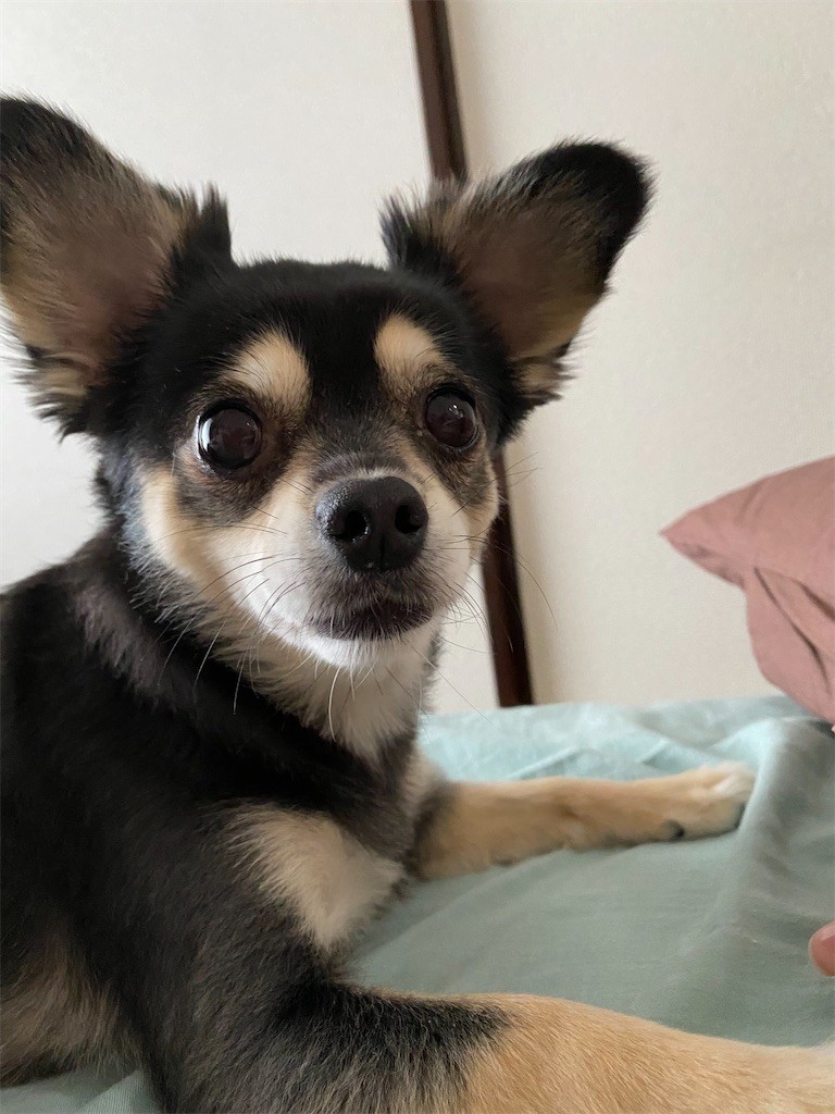 f:id:akie1000:20210630222622j:plain