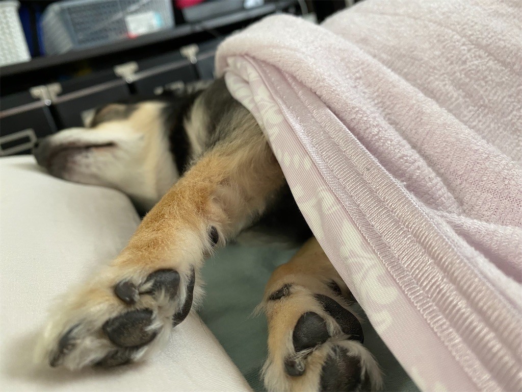 f:id:akie1000:20210630222627j:plain