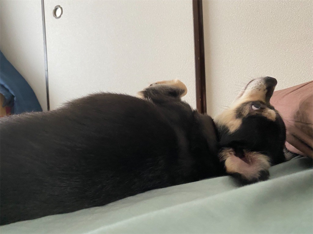 f:id:akie1000:20210630222630j:plain