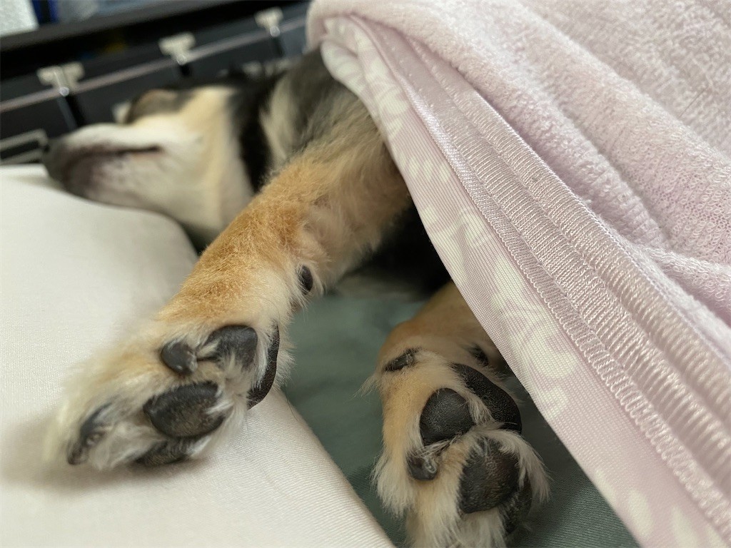 f:id:akie1000:20210630222634j:plain