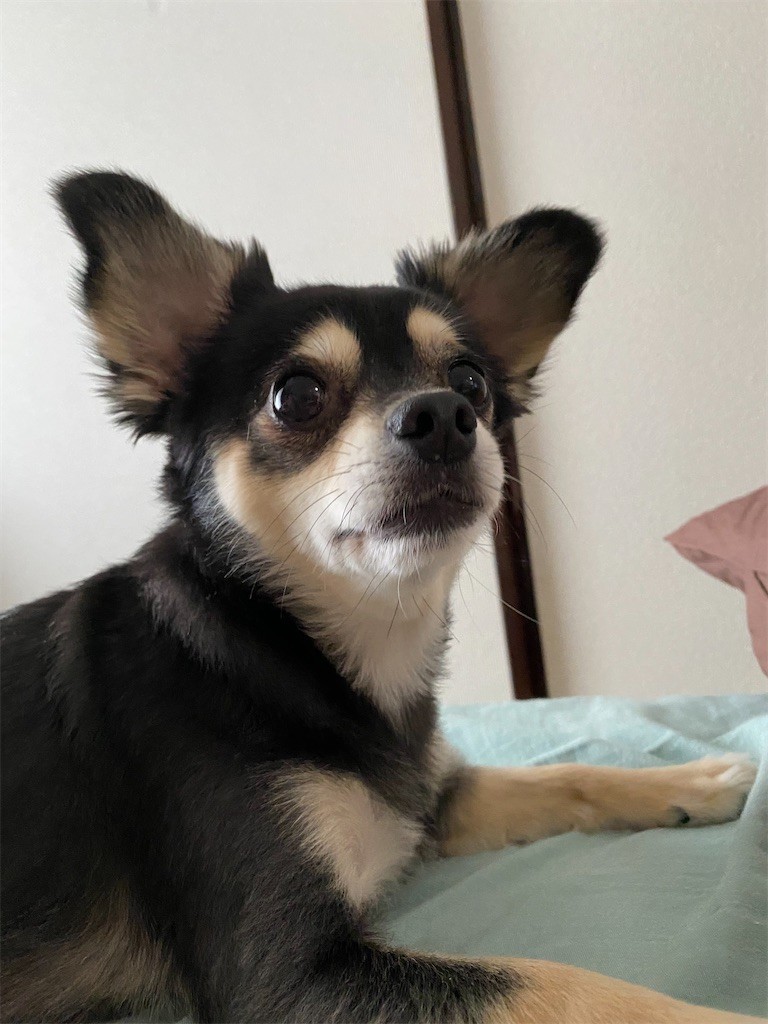 f:id:akie1000:20210630222641j:plain