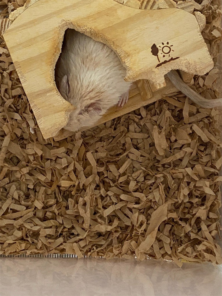 f:id:akie1000:20210718215511j:plain