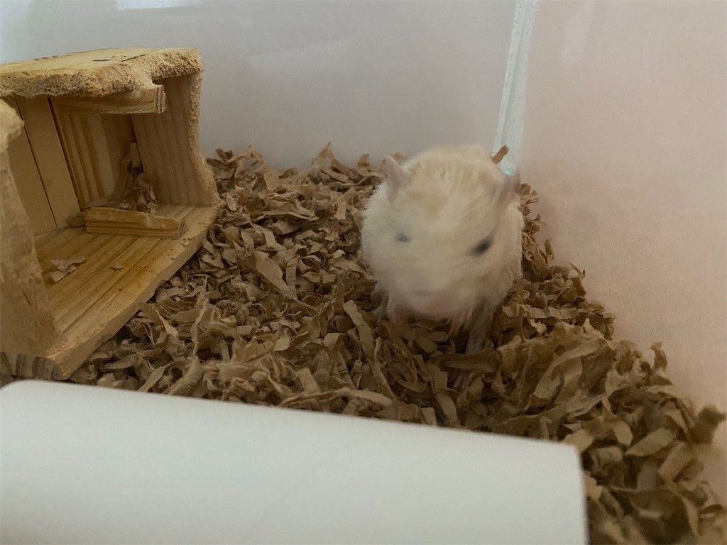 f:id:akie1000:20210727221954j:plain