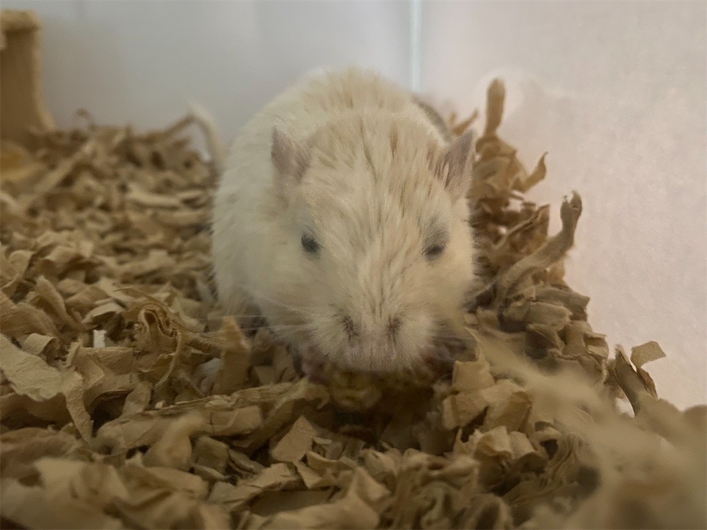 f:id:akie1000:20210803214024j:plain