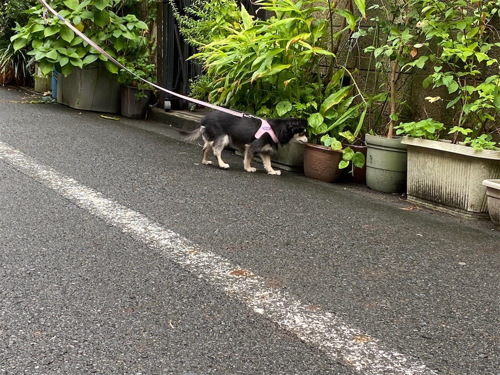 f:id:akie1000:20210809223324j:plain
