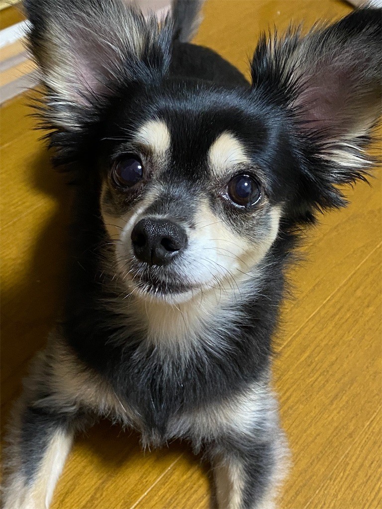 f:id:akie1000:20210809224850j:plain