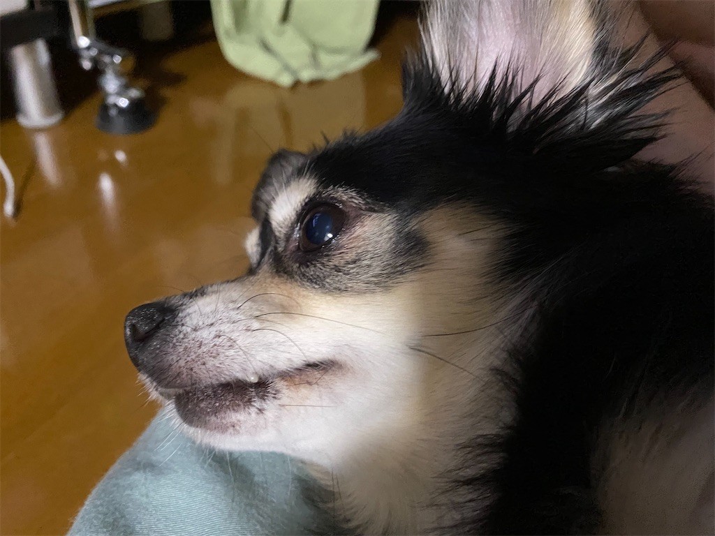 f:id:akie1000:20210827233138j:plain