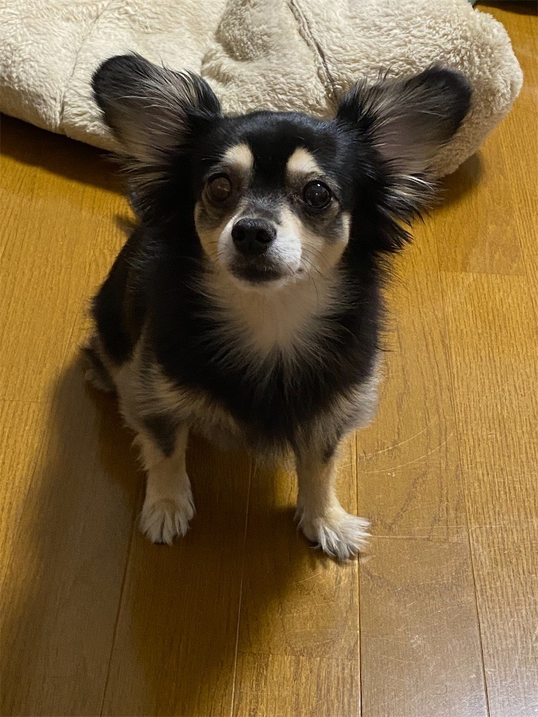f:id:akie1000:20210827234552j:plain