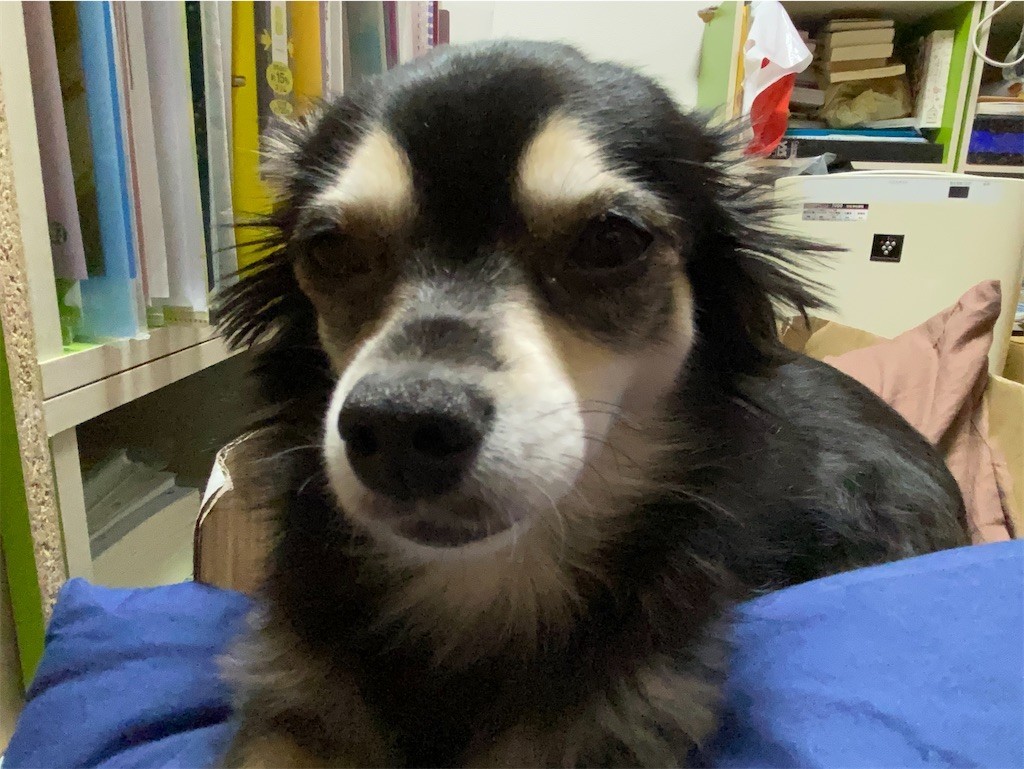 f:id:akie1000:20210831212711j:plain